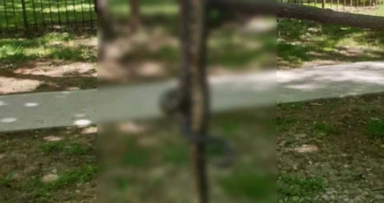 Zmije nisu iznenađenje u ovom periodu godine/