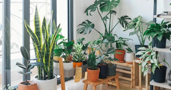 kućne biljke cvijećePlantella/