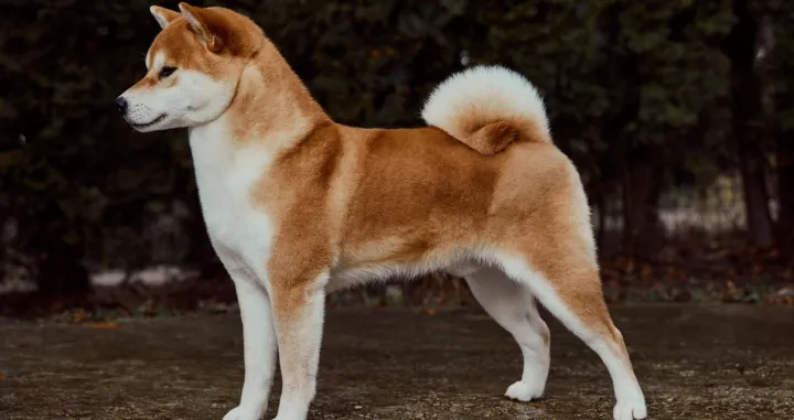 "Sad ću se ja praviti da ne vidim da me slikaju kako sam lijep"/