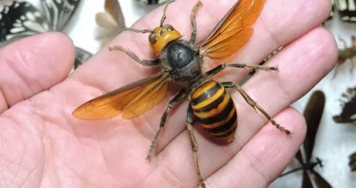 azijski stršljenThe Mirror/