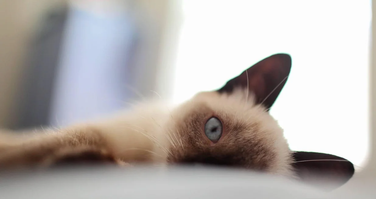 Za&scaron;to neki ljudi imaju sivkaste nijanse u očima? // Pexels/