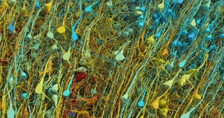 Slika iz rekonstrukcije koja prikazuje ekscitatorne ili piramidalne neurone, obojene prema veličini. (Google Research &amp; Lichtman Lab/Harvard University. Renders by D. Berger/Harvard University)/