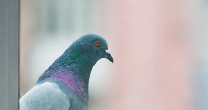 Šta znači golub na prozoru?//