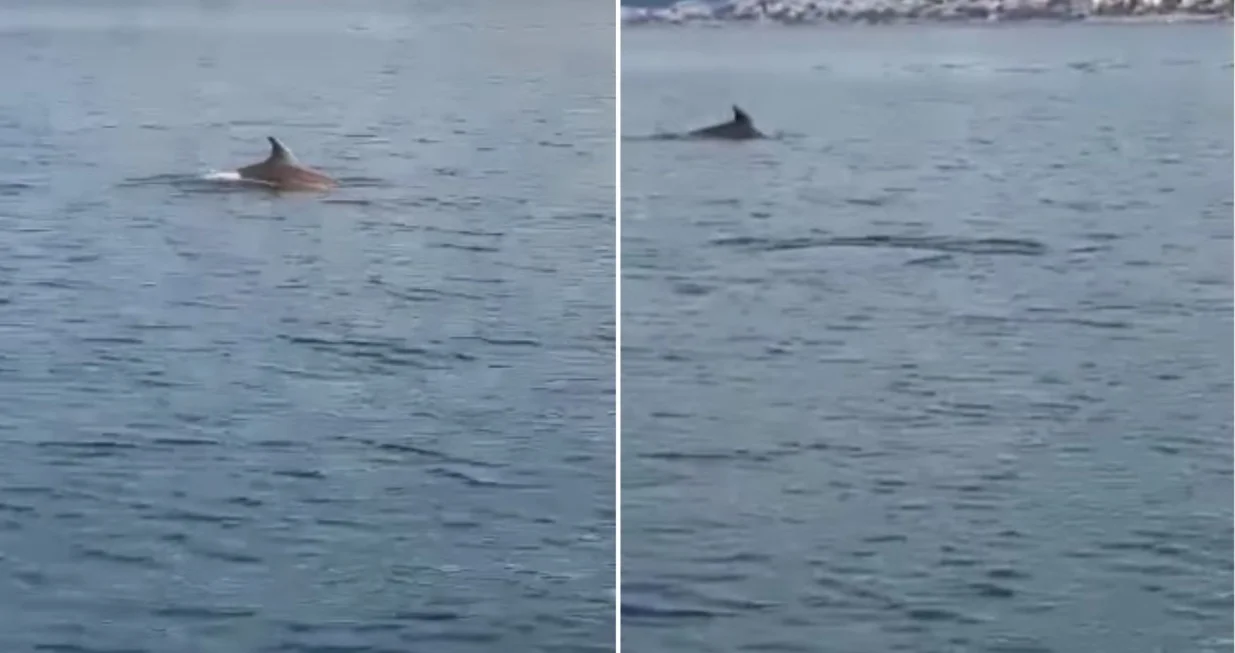 Ribolov je završen/Screenshot/Almir Sarenkapa