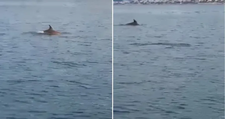 Ribolov je završen/Screenshot/Almir Sarenkapa