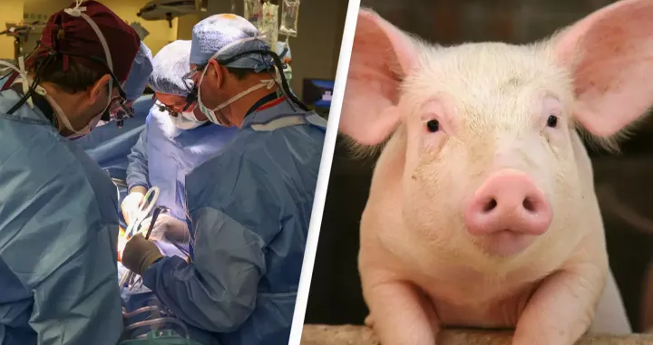 transplatacija bubreg svinja/