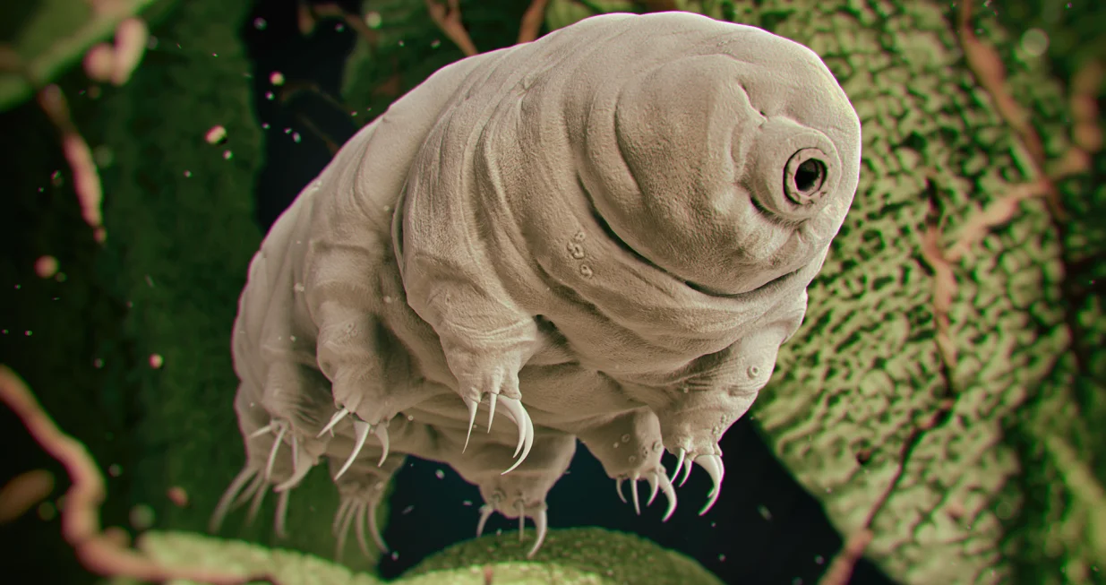 Tardigrade ipak nisu prvo živo biće koje je kvantno prepleteno/