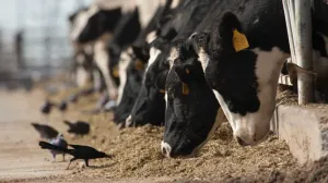 Postoji mogućnost prenošenja s čovjeka na čovjeka/yalemedicine/