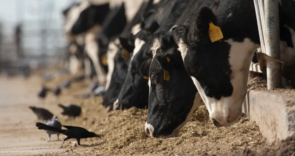 Postoji mogućnost prenošenja s čovjeka na čovjeka/yalemedicine/