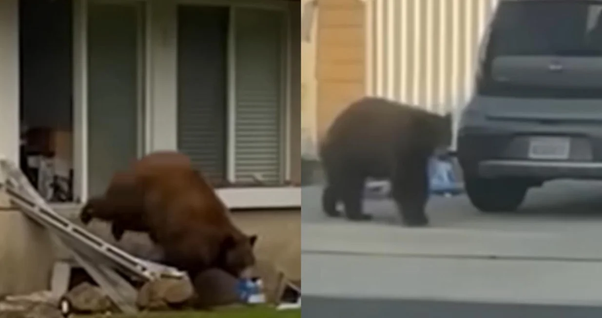 medvjed oreo los angeles/