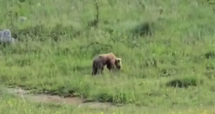 Medo snimljen kako se igra na livadi u Kotor Varošu/Facebook/kvdanas.com 