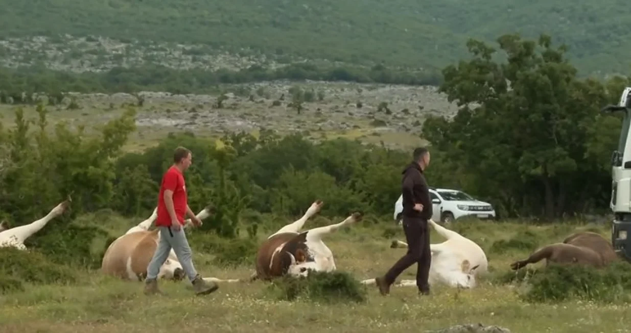 dalekovod pao na krave hrvatska/