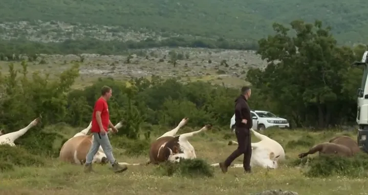 dalekovod pao na krave hrvatska/