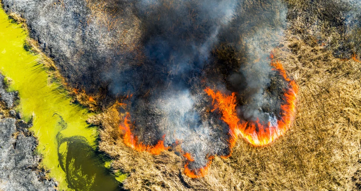 zombi požar vatraWired/