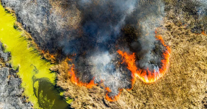 zombi požar vatraWired/