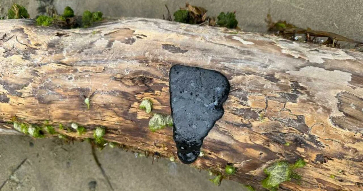 katran [Foto: Oregon DEQ]/