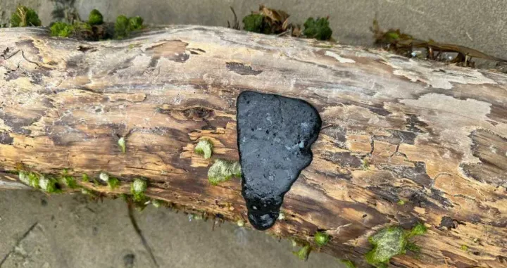 katran [Foto: Oregon DEQ]/