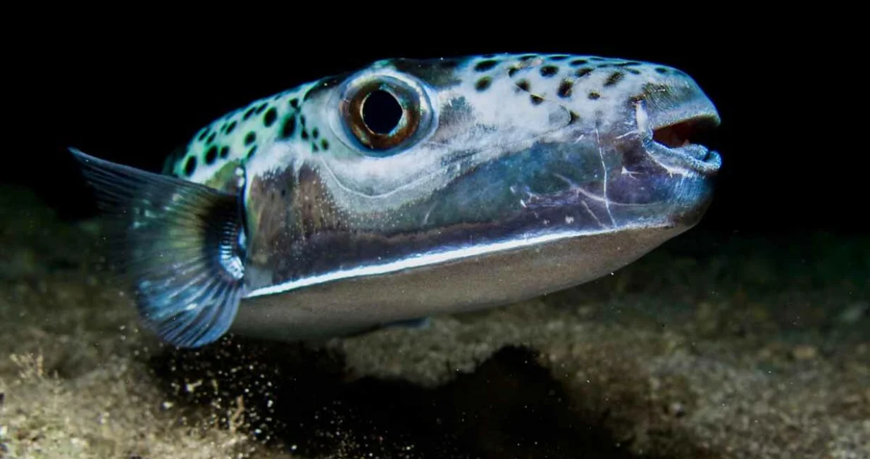 srebrenopruga napuhača/