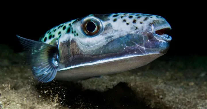 srebrenopruga napuhača/