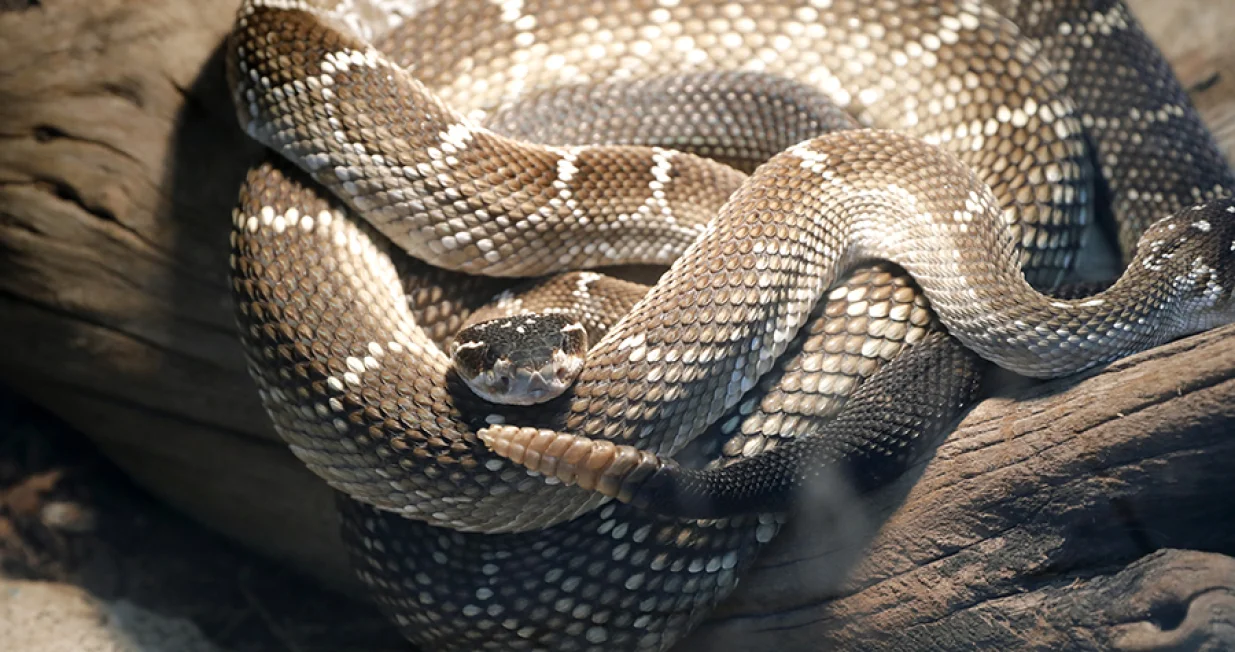 zmija zvečarka/epa/