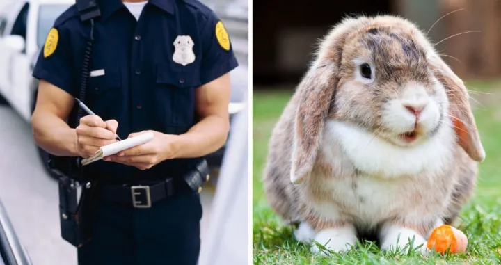 E jah, i to da čujemo/ Ilustracija/