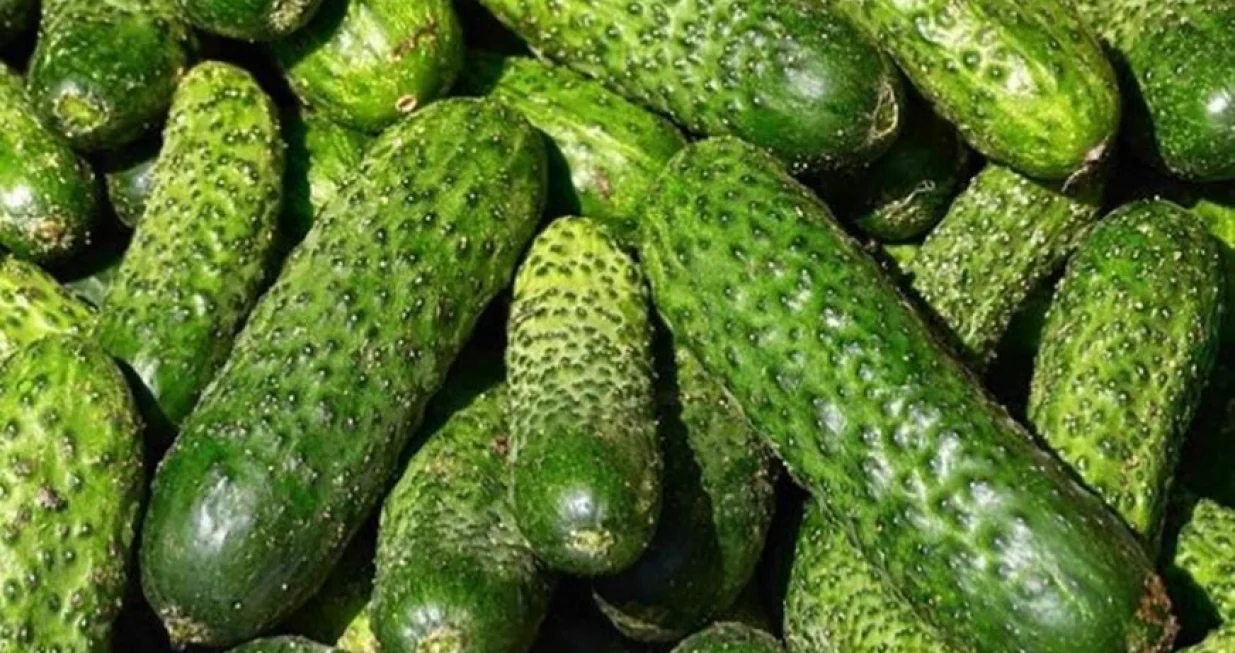 krastavci ilustracija/