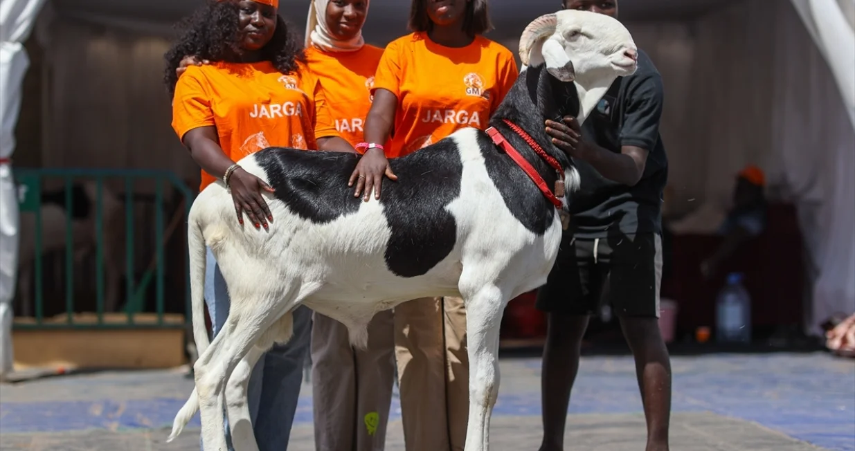 Ovce Ladoum/Anadolija/