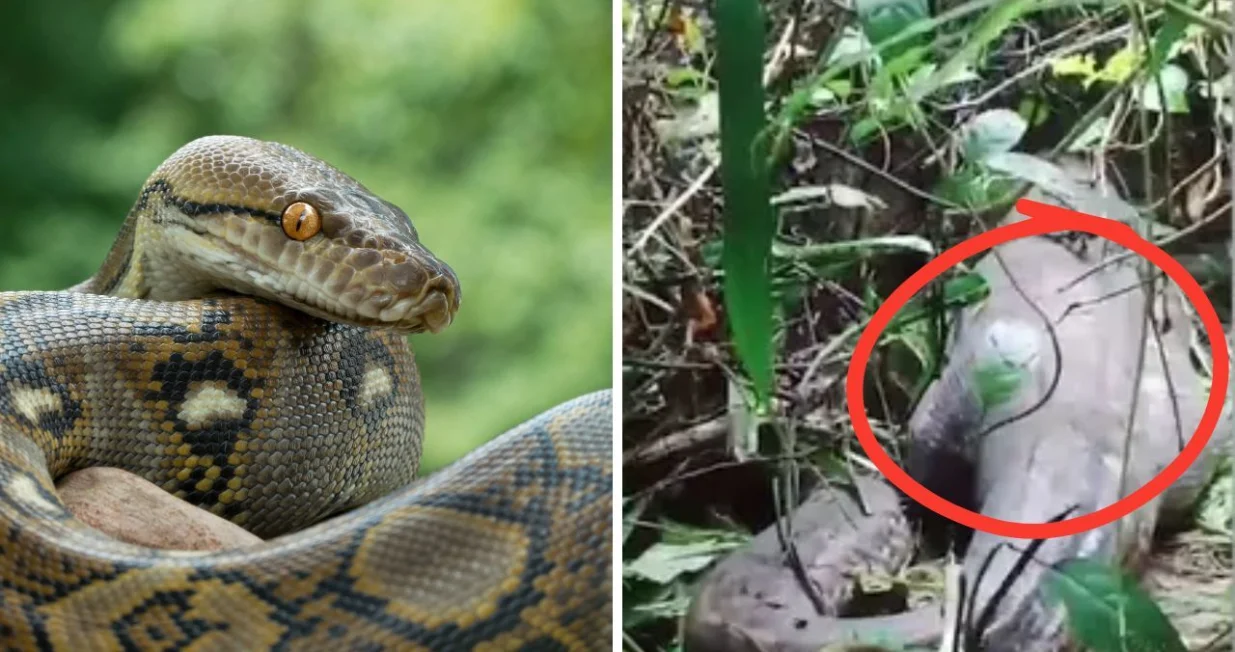 Našli ženu potpuno obučenu unutar pitona dugog 5 metara/ Ilustracija/