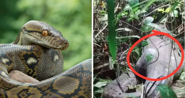 Našli ženu potpuno obučenu unutar pitona dugog 5 metara/ Ilustracija/