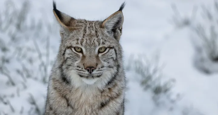 BiH ne vodi računa o ugroženim vrstama/ Ilustracija/