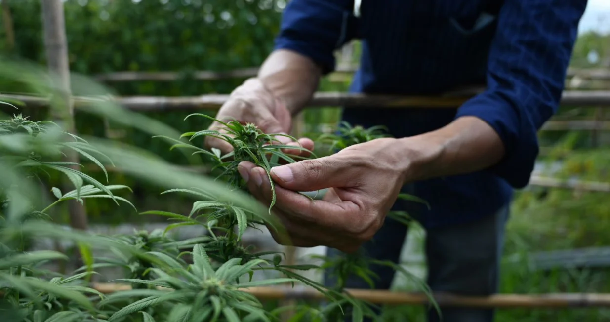 Otac i sin uzgajali marihuanu/ Ilustracija/