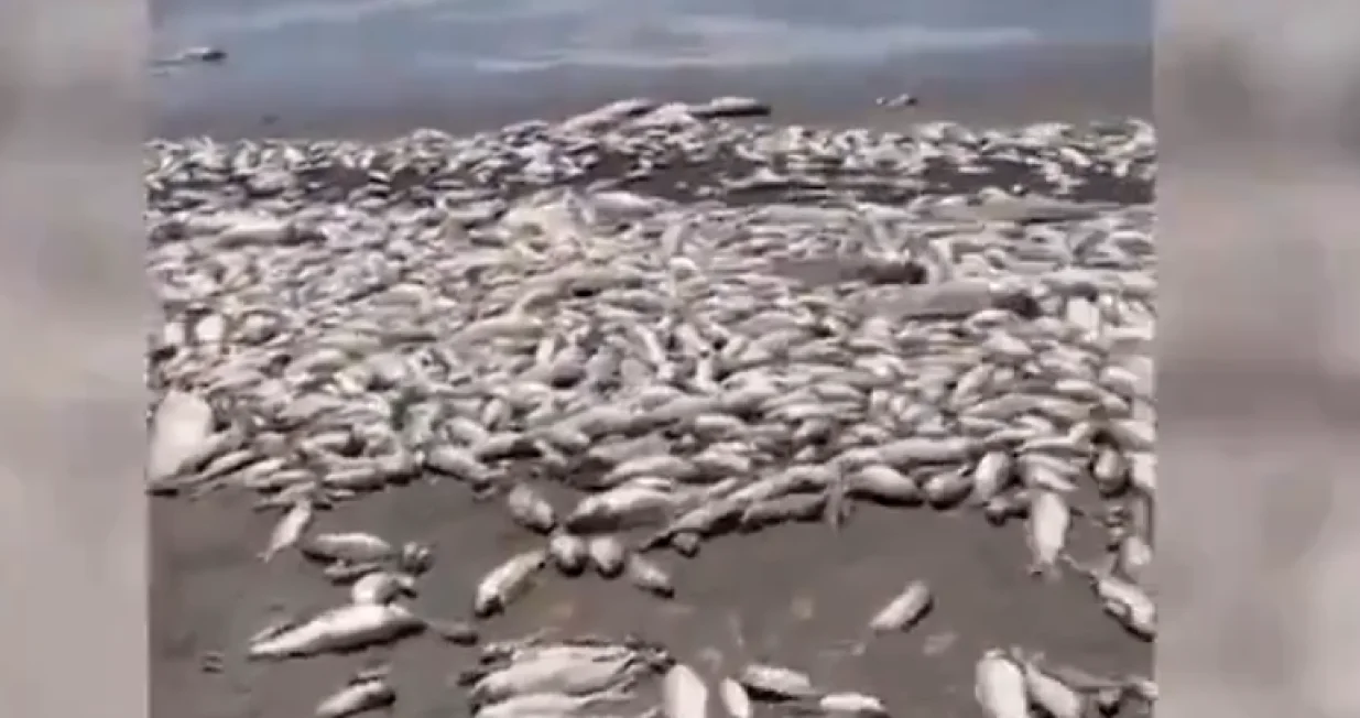 riba meksiko laguna pomor/