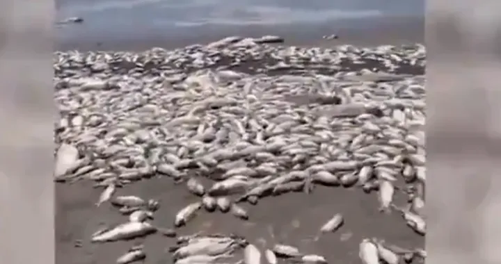 riba meksiko laguna pomor/