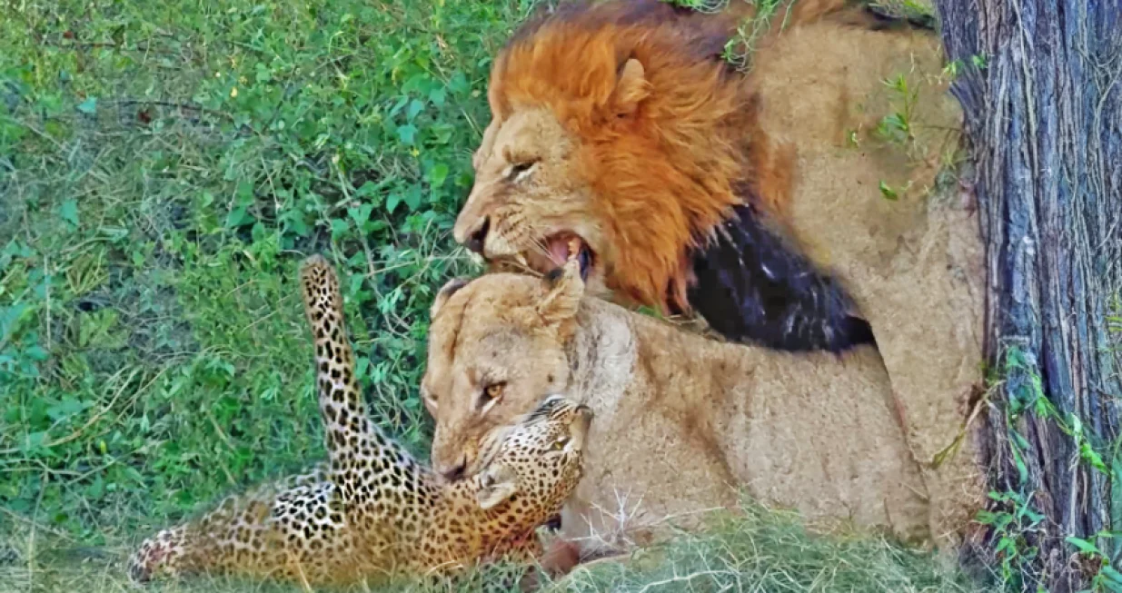 Lav nije bio zainteresovan za leoparda.../Screenshot/