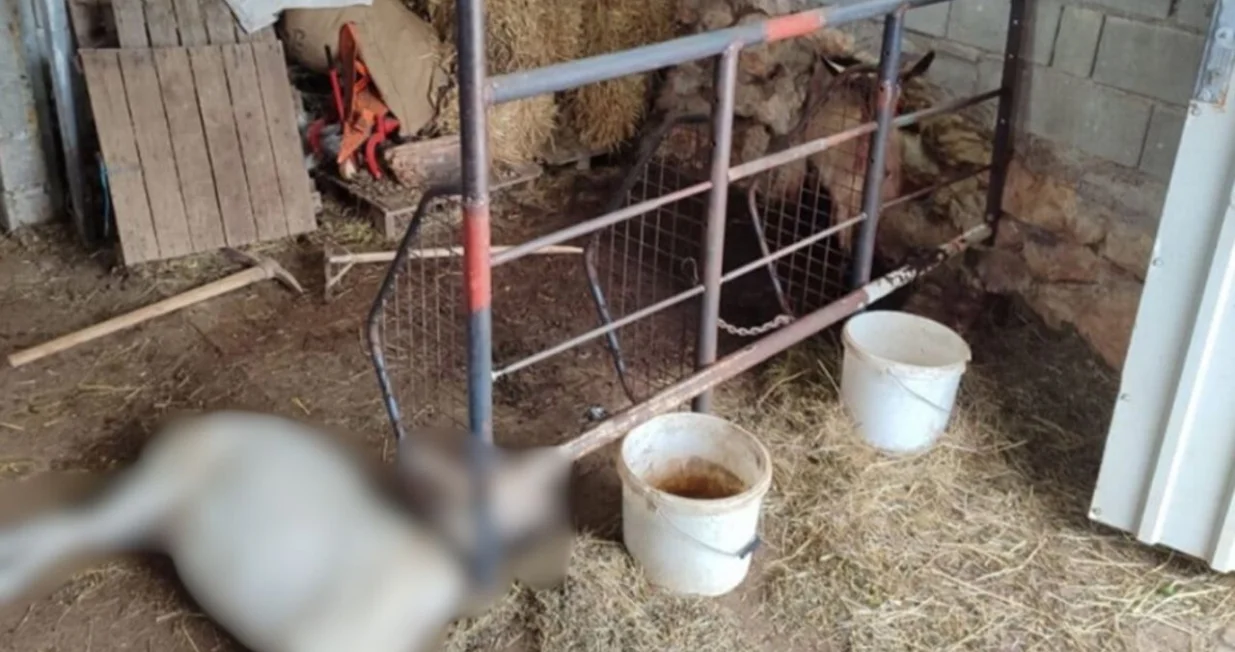 Vlasnik zatekao jeziv prizor/ Facebook/ Antina Farma/