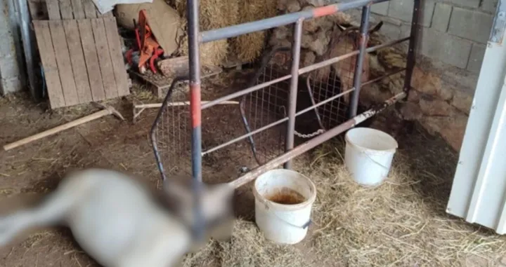 Vlasnik zatekao jeziv prizor/ Facebook/ Antina Farma/