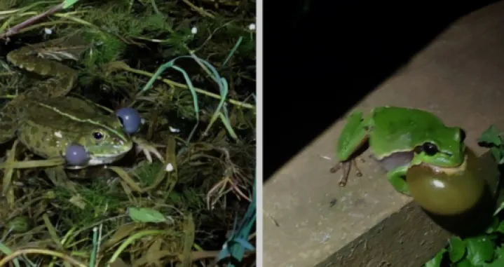 Nove vrste na Stojčevcu/ IG/ zemaljskimuzej/