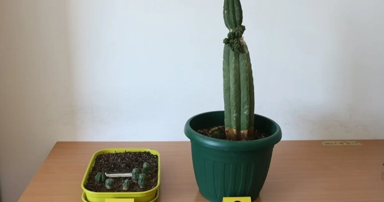 Policija pronašla drogu/PU splitsko-dalmatinska/