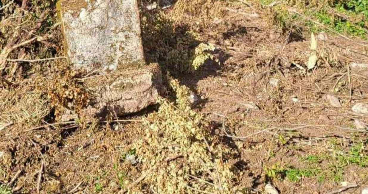 Nekropola Šadići na Tjentištu, Foča/