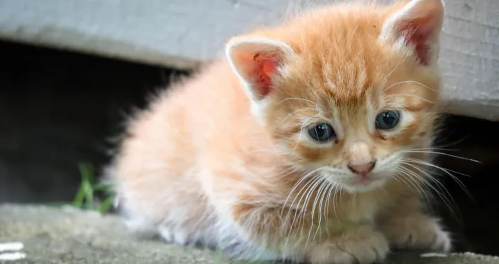 Ulične mačke su često komunikativne/ Unsplash/