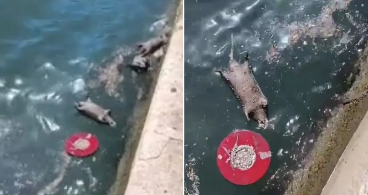 Mrtvi štakori plutaju uz obalu/Prtsc