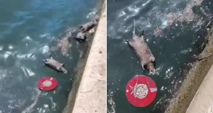 Mrtvi štakori plutaju uz obalu/Prtsc