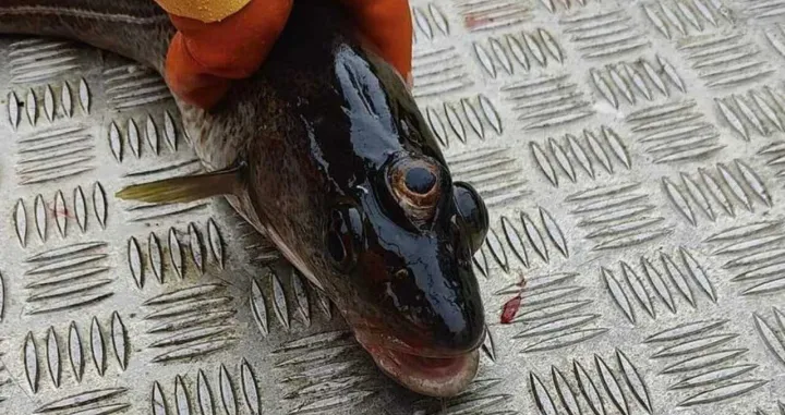 bakalar riba treće oko/