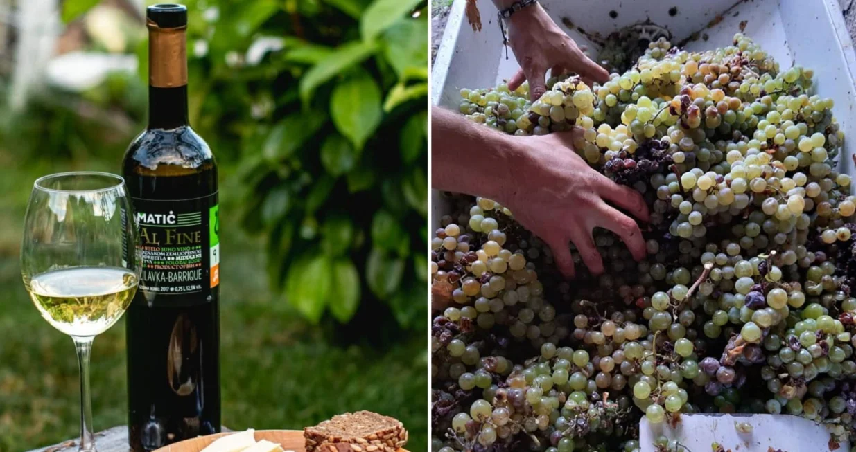 Vino Matić, vinarija, Trebižat, Bodenik/Facebook