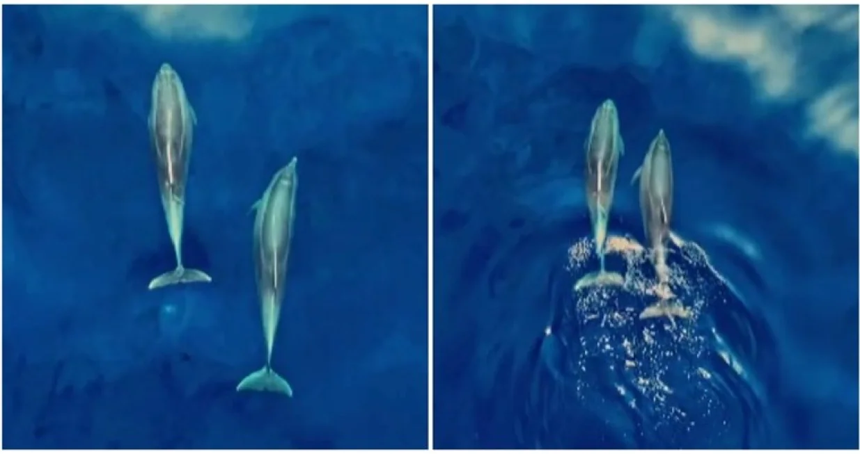 delfini hrvatska krk jadransko more/