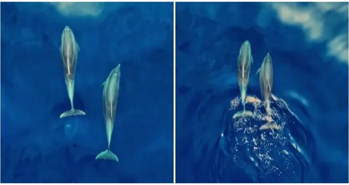 delfini hrvatska krk jadransko more/