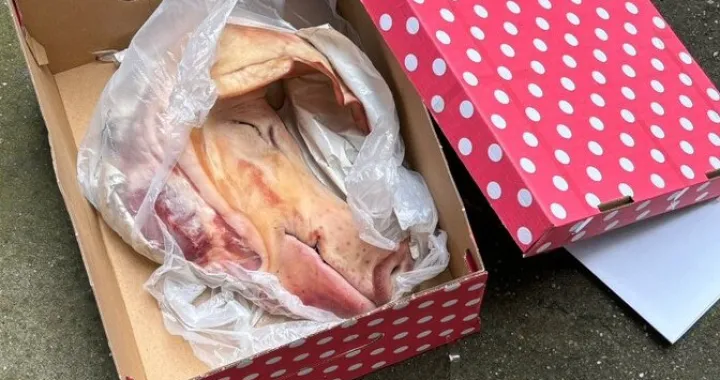 Svinjska glava na kućnom pragu/