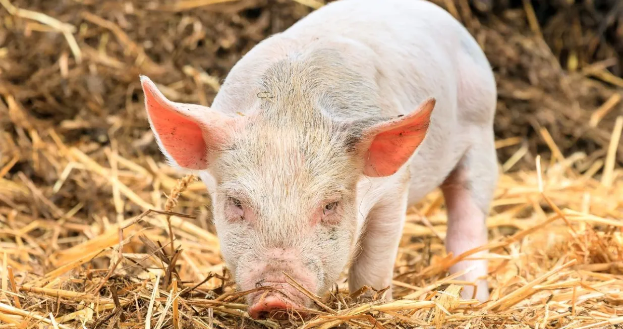 Novi napad svinje na čovjeka/ Ilustracija/