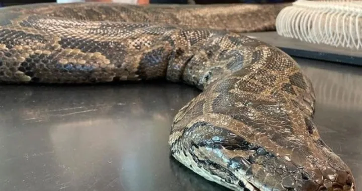 Najteži piton, Florida/CONSERVANCYSWFL/