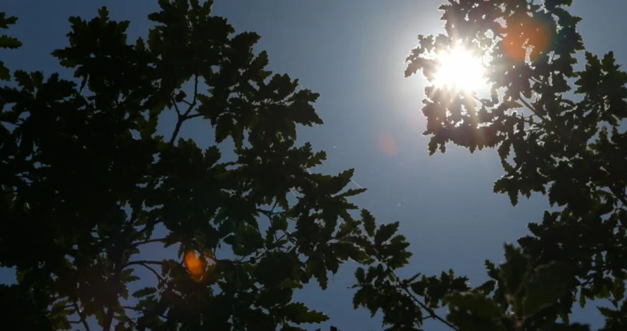 saharski pijesak ljeto vrućina/Ilustracija/Miomir Jakovljevic